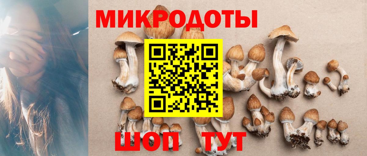 Галлюциногенные грибы Psilocybine cubensis Калининград